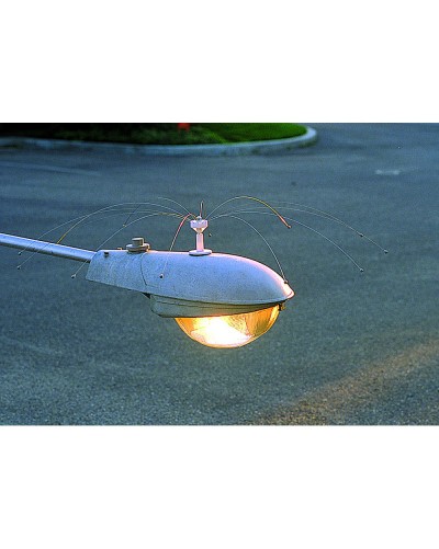 DADDY LONG LEGS 2.50M *