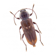  Insectes du bois