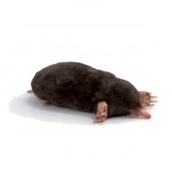 Taupes