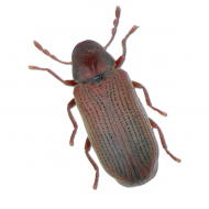Insectes des denrées stockées