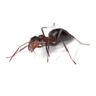 Fourmis