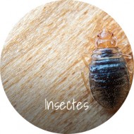 Insecticides professionnel solutions anti-insectes