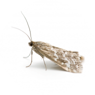 Luttes par Insectes auxiliaires