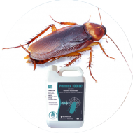 Insecticides blattes
