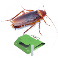 Piégeage et monitoring blattes