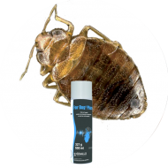Insecticides punaises de lit