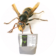 Insecticides guêpes et frelons
