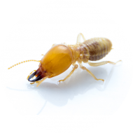 Termites