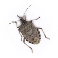 Punaises diaboliques