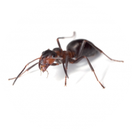 Insectes rampants